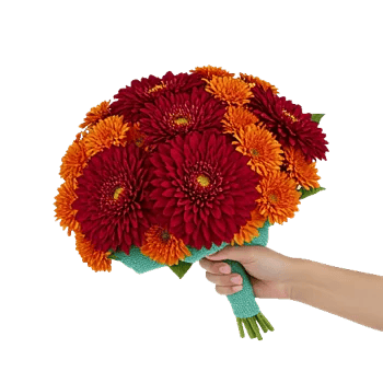 Scarlet Beauty Fusion