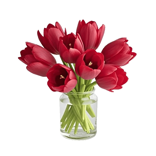 Scarlet Tulip Splendor