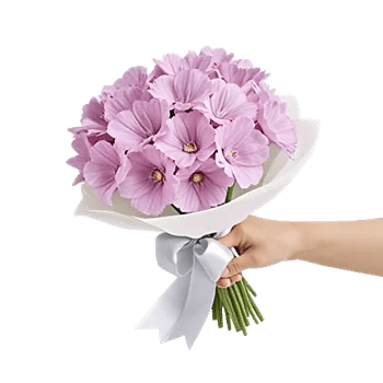 Petal Softness Display