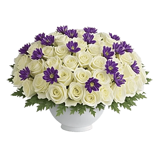 Blushing Rose Symphony