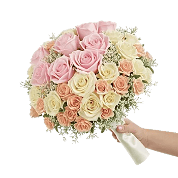 Pastel Pink Roses
