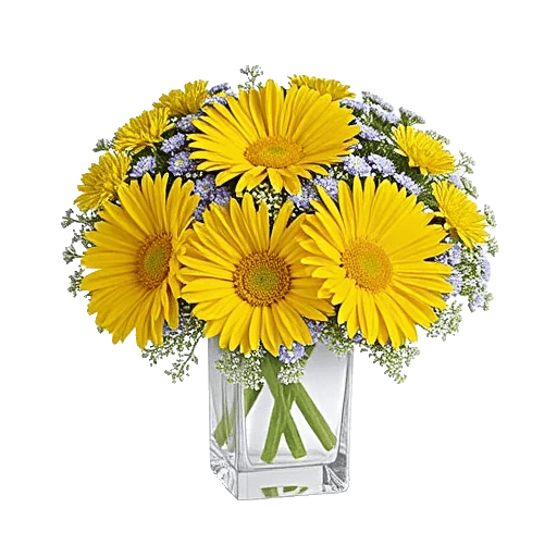 Petal Radiance Bliss