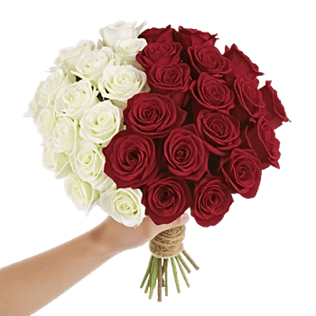 Crimson Rose Elegance