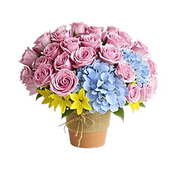 Serene Petal Harmony