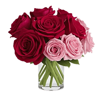 Radiant Rose Symphony