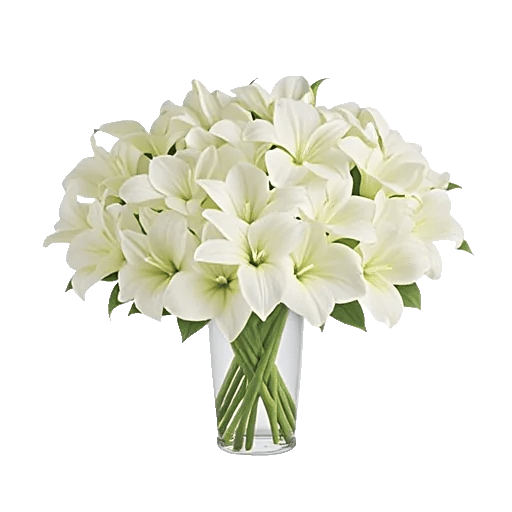 Elegant Calla Lilies