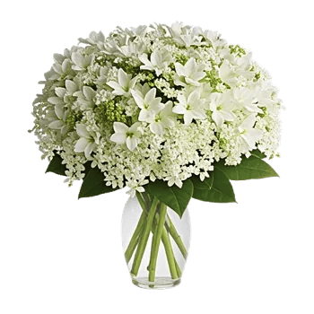 Ivory Blossom Radiance