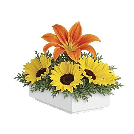 Blossom Glow Symphony