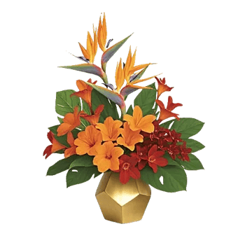 Tropical Sunflower Burst