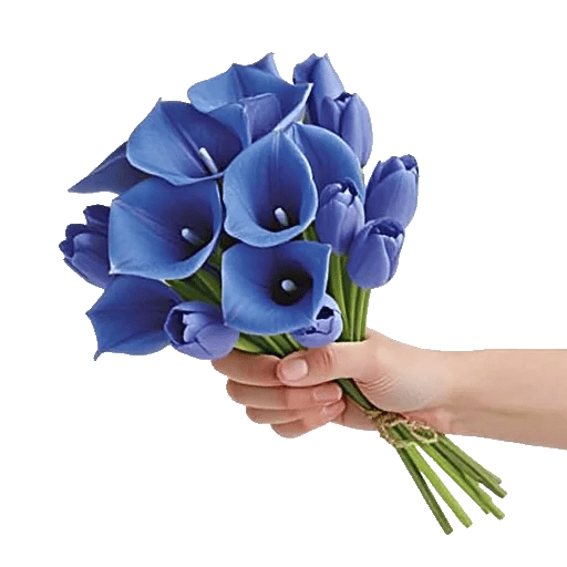 Elegant Calla Lilies