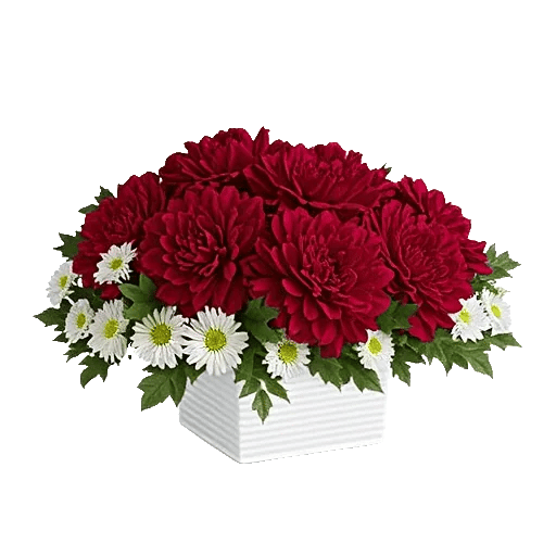 Crimson Rose Elegance