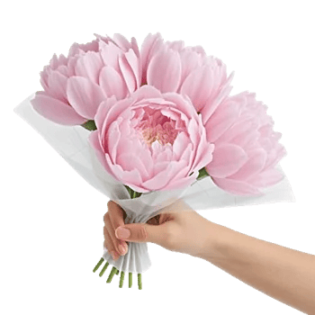 Peony Petal Harmony