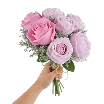 Pastel Pink Roses