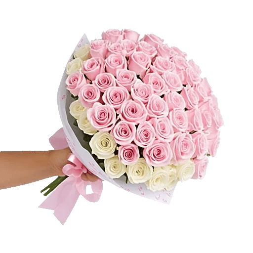 Pastel Pink Roses