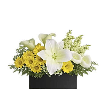 Modern White Orchids