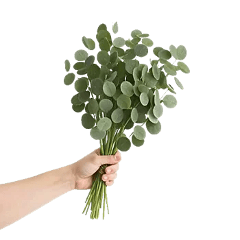 Emerald Leaf Harmony