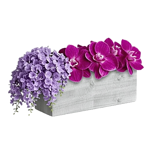 Modern White Orchids