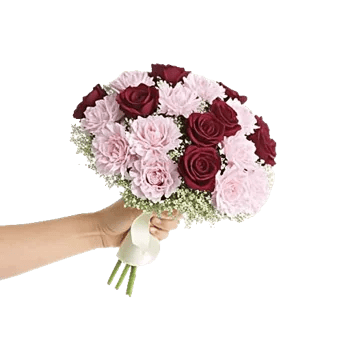 Pastel Pink Roses