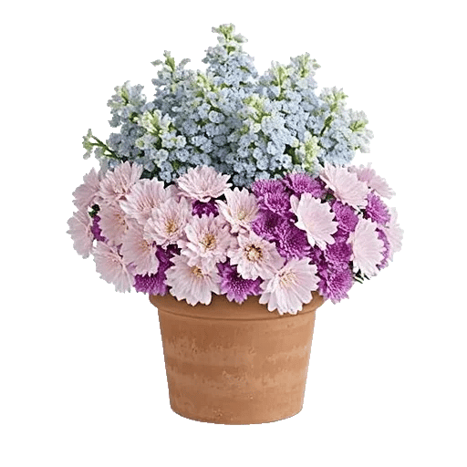 Whispering Petal Garden