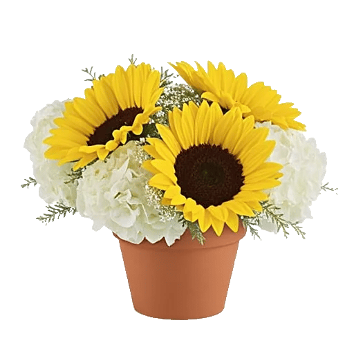 Amber Sunflower Glow