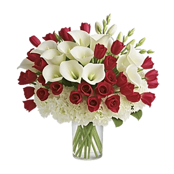 Elegant Calla Lilies