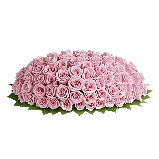 Pastel Pink Roses