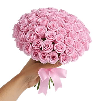 Pastel Pink Roses