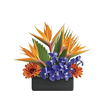 Modern White Orchids