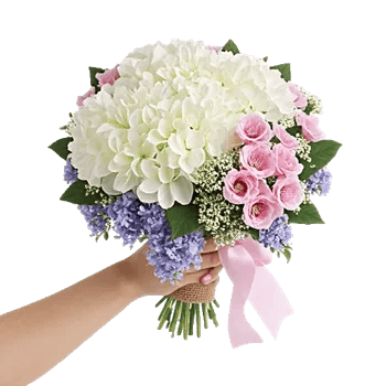 Serene Petal Harmony