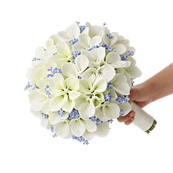 Serene Petal Harmony