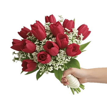 Scarlet Tulip Splendor