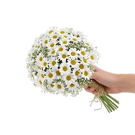 Daisy Meadow Spread