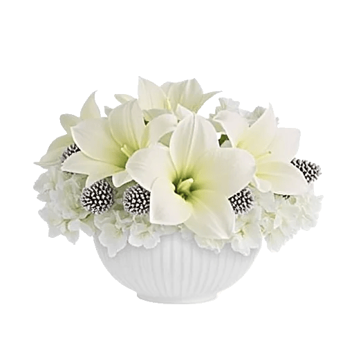 Ivory Blossom Radiance