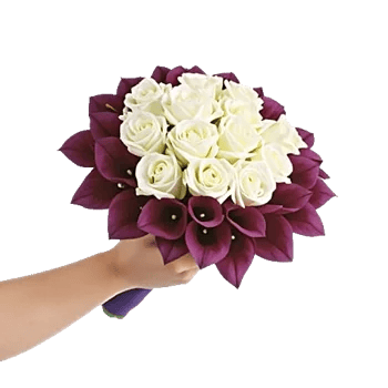 Elegant Calla Lilies