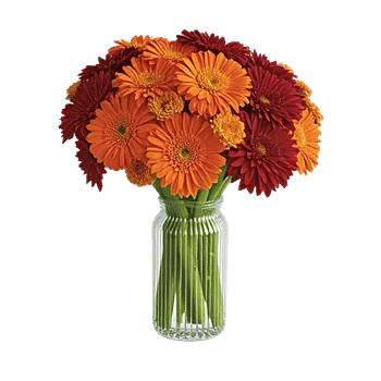 Petal Radiance Bliss