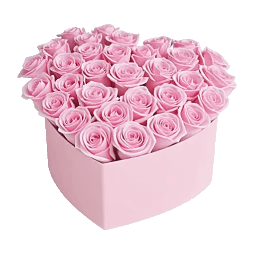 Pastel Pink Roses