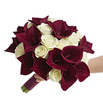 Elegant Calla Lilies