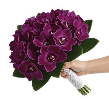 Orchid Petal Glow