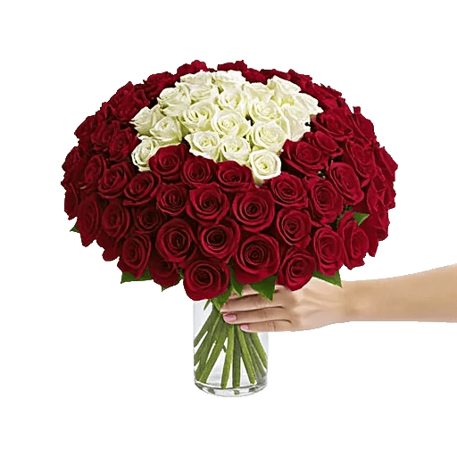 Crimson Rose Elegance
