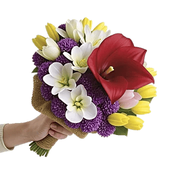 Elegant Calla Lilies