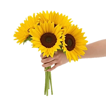 Twinkling Sunflower Dance