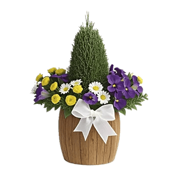 Plum Blossom Radiance