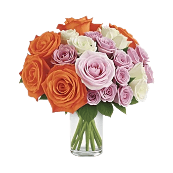 Radiant Rose Symphony