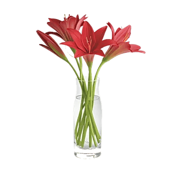 Crimson Lily Glow