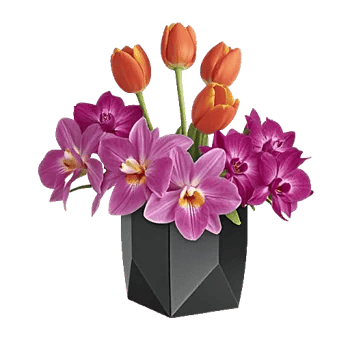 Velvet Tulip Display