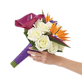 Elegant Calla Lilies