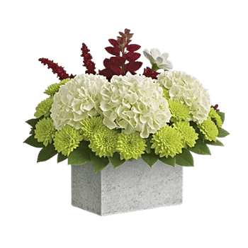Modern White Orchids