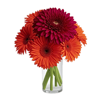 Crimson Blossom Harmony