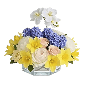 Blossom Petal Serenity