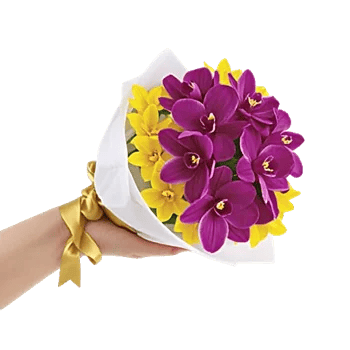 Serenity Orchid Bloom